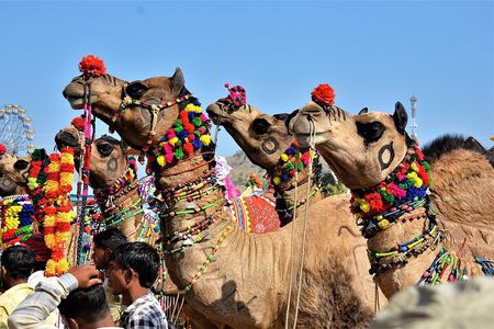 Private One Day Trip to Pushkar from Jaipur 
