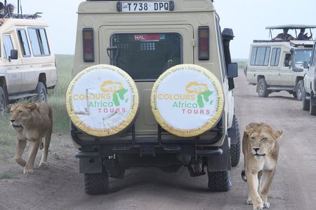 5-Day Luxury Fly-In Serengeti & Ngorongoro Safari from Zanzibar