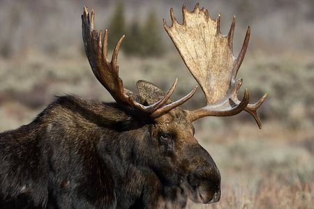 Private, Bespoke Yellowstone Summer Wildlife Photo Safaris