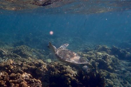 Private Looe Key Snorkel from Big Pine Key