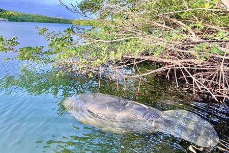Manatee Season Guided Paddle Tour from Virginia Key