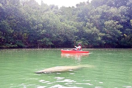 Manatee Season Guided Paddle Tour from Virginia Key