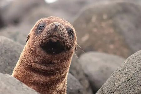 North Seymour Island Day Tour with Snorkeling