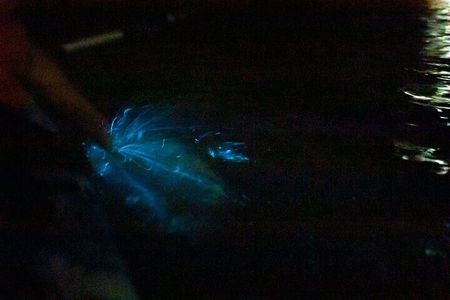 2-Hours Bioluminescence Tour by Kayak in Paquera