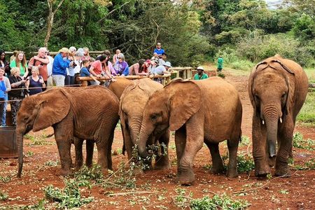 Elephant Orphanage & Giraffe Center Private Tour