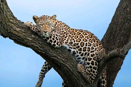 3 Days Masai Mara Joining Safari