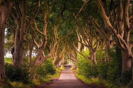 Giant's Causeway UNESCO, Dark Hedges & Belfast from Dublin