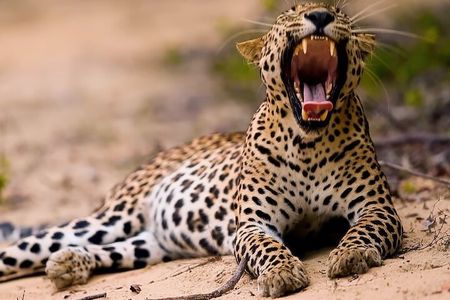 Safari Expedition's in Wild Wonders of Yala