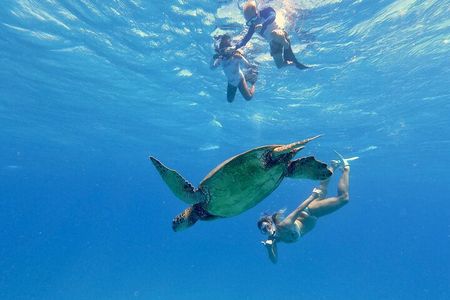 Waikiki, Hawaii: Deluxe Snorkel and Wildlife Cruise