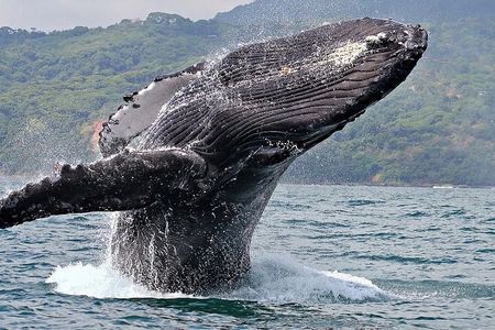 Uvita: Whales & Dolphins Watching -Marino Ballena Park Costa Rica