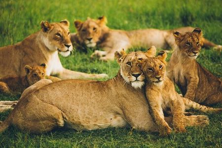 Half Day Nairobi National park