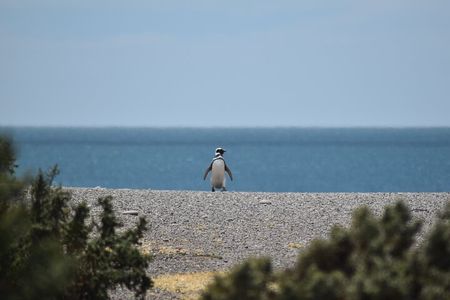 Cruise excursion to Punta Tombo from Puerto Madryn