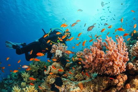 Certified and Beginner Scuba Diving from Pattaya