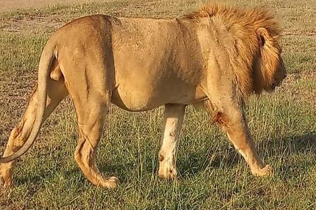 Experience the Masai Mara and the Dancing Masai in 4 days