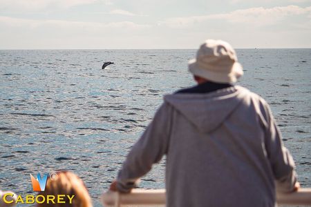 Whale Watching Experience