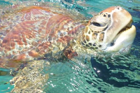 1 hour Mimosa Morning Turtle Spotting Cruise