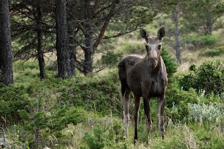 Moose Safari │ Dovre & Lesja Aktiv