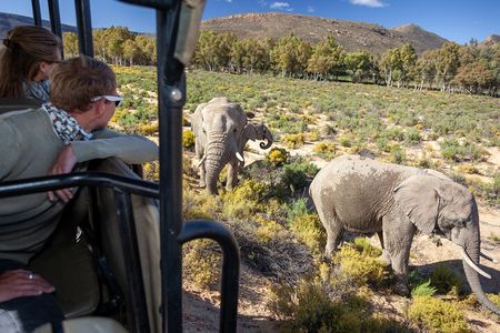 Cape Town Aquila Afternoon Safari with transport and lunch