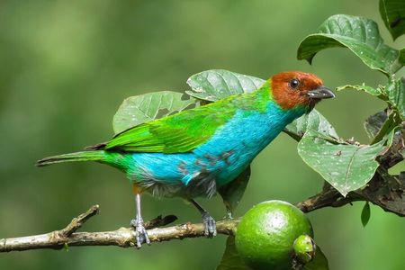 Salento: Birding along the Torrent River