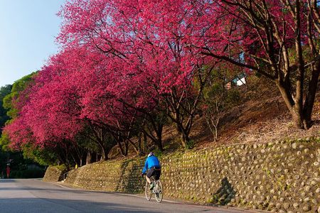 Sip & Savor: Maokong Tea & Shenkeng Stinky Tofu Private Day Tour