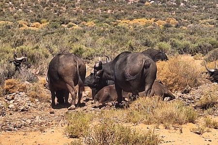 Private Aquila Big 5 Safari from Cape Town – Full-Day Experience