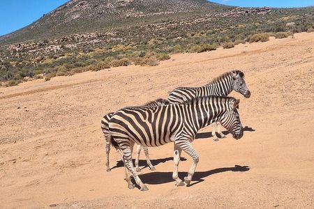 Small Group Cape Town Big 5 Safaris to Aquila Game Reserve