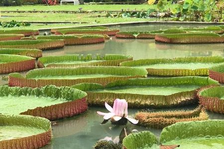 Full Day Flexi Private Tour in Penang Island with Pickup