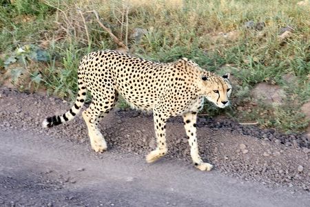 Half day guided tour in Nairobi National Park 