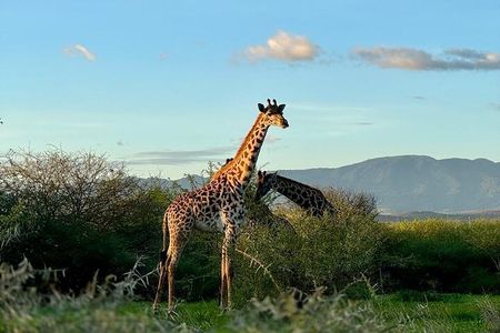Private Walking Tour with Giraffes