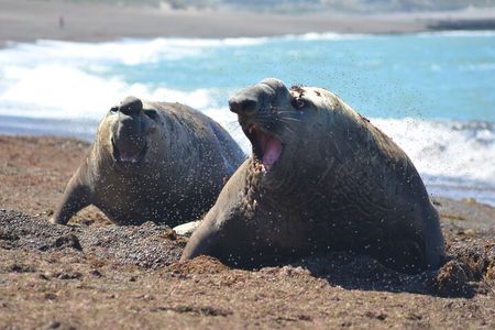 Peninsula Valdés Excursion with Whale Watching Included