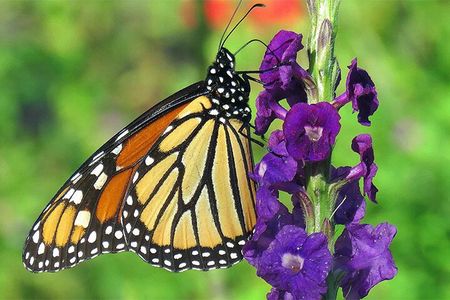 Combination: Argyle Waterfall & Tropical Garden with Hummingbirds