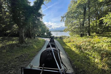 1 Hour Guided Carriage Tour in Killarney National Park