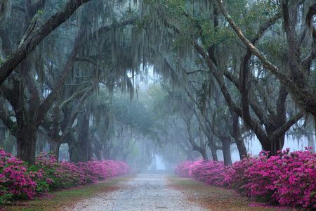 2-Hour Bonaventure Cemetery Walking Tour