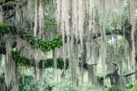2-Hour Bonaventure Cemetery Walking Tour