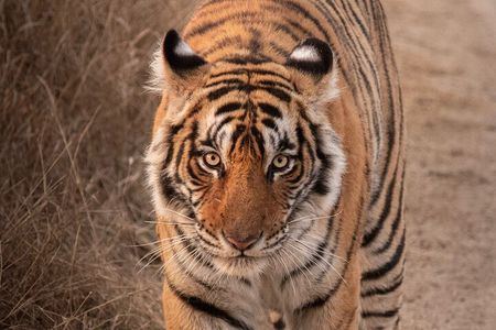 Taj Mahal Tour + Tiger Safari