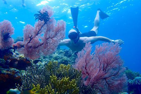 Snorkeling in Menjangan Island with Pickup and Lunch