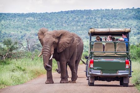 Full Day Exquisite Pilanesberg Safari from Johannesburg