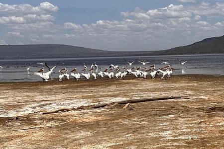 Day Safari at Nakuru National Park