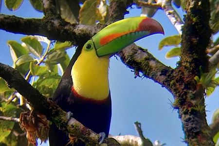 Curicancha Birdwatching Tour 