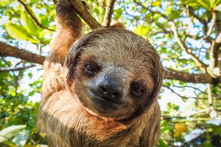 Roatan Excursion: Horseback Ride / Plus Sloth Park and Glass Bottom Boat