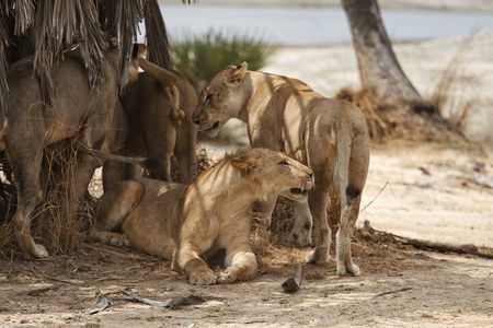 Nyerere National Parks : 4-Day Safari Adventure
