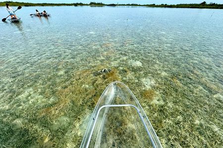 Guided Clear Kayak Eco-Tour Near Key West