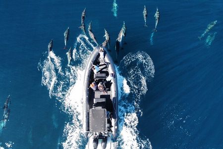 Dolphin & Whale Watching