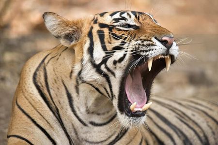 From Jaipur: 2 Days Private Tour of Ranthanbore Tigers Safari