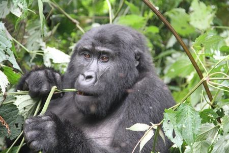 4 Days Gorilla Trekking, Lake Bunyonyi and Rwanda National Parks 