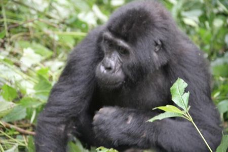 4 Day Golden Monkeys Bwindi Gorillas Wildlife and Chimps Trek