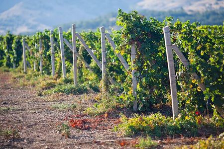 Ica : Wine & Pisco Tasting Tour - Wineward near Huacachina