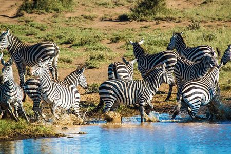 6 Day Safari to Amboseli National Park Lake Nakuru and Masai Mara