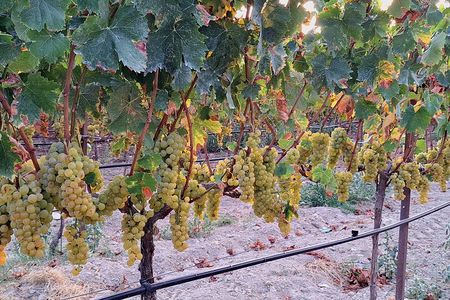  Wine Raki and Olive Oil tasting in Heraklion 