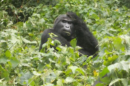 6 Day Golden Monkey, Nyungwe Chimps, Lake Kivu and Gorilla Trek